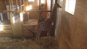 Miracolul nașterii unui pui de girafă, urmărit live pe Facebook de peste 1,25 milioane de oameni