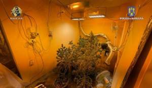 Cultură indoor și peste 6 kilograme de cannabis, găsite la domiciliul unui traficant de droguri din București
