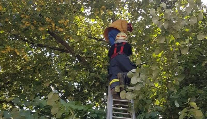 Un vasluian a rămas blocat într-un tei: a fost dat jos de pompieri