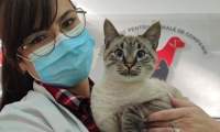 Spitalul Veterinar de Urgență pentru animale mici de la USV Iași, la un an de la deschidere
