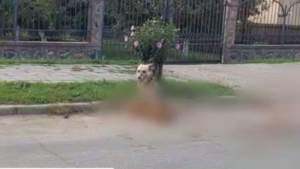 Imagini cu puternic impact emoțional! Cățelușă lovită de o mașină vegheată de prietenul său, un câine din vecini. Șoferul care a lovit-o nu a oprit (VIDEO)