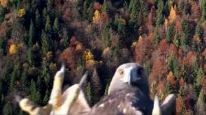 Impresionant! Dronă „vânată” de o acvilă, în Parcul Național Munții Rodnei (VIDEO)