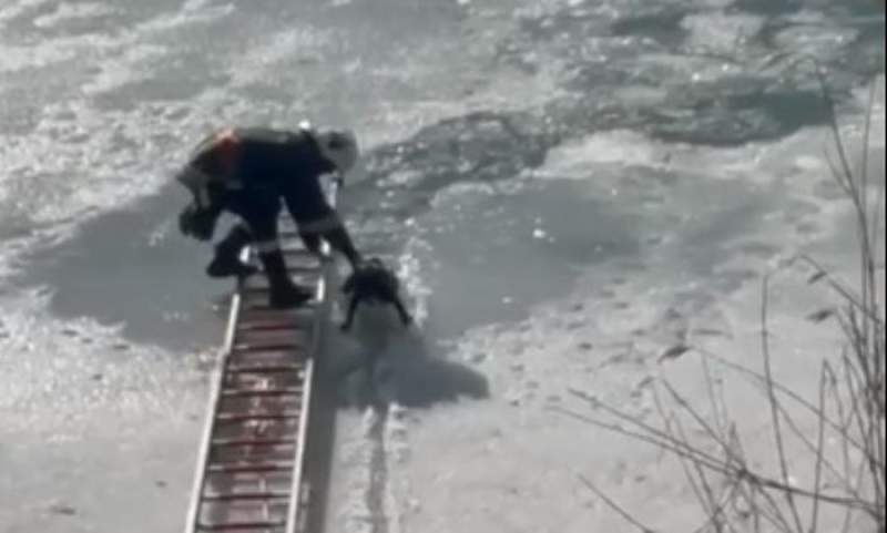 Îl cheamă Sorin! Cățel căzut în apele înghețate ale râului Siret, salvat de pompierii din Suceava (VIDEO)