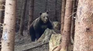 Întâlnire cu un urs supărat în pădurile din Suceava (VIDEO)