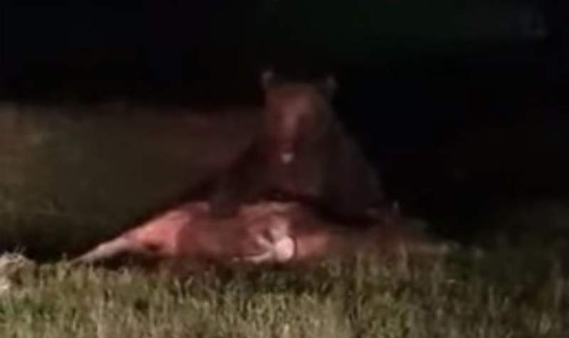 Urs filmat în timp ce devora un vițel de 300 de kilograme: animalul a ucis 5 vite în localitate (VIDEO)