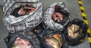 Peste 130 kg peşte fără documente legale, confiscate de poliţiştii de frontieră gălăţeni