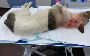 Atenție, vânător periculos! Câine împușcat pe o stradă dintr-o comună suceveană: peste 40 de alice i-au găsit veterinarii în cap și în gât