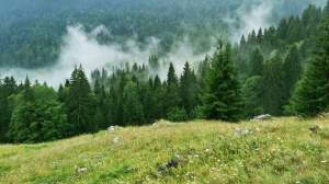 Dosare „sensibile” la judecătoriile din Suceava: Direcția Silvică cere înapoi 17.000 de hectare de pădure și profitul din exploatare de la Arhiepiscopie
