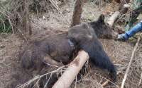 O ursoaică și doi pui, găsiți morți într-o pădure din zona Vatra Dornei