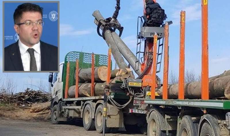 Camioanele cară stejarii la Dobrovăț, ministrul Costel Alexe spune să nu se îngrijorăm, se taie pădurile în toate țările din lume