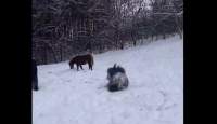 Bobiță, un ponei din Iași, s-a bucurat din plin de zăpadă. Cum a fost surprins (VIDEO)