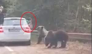 Un urs a atacat o femeie care ieșise pe geamul unei mașini oprite pe Transfăgărășan (VIDEO)