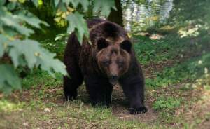 Urs ucis de săteni, după ce a atacat trei bărbaţi într-o comună din Vrancea