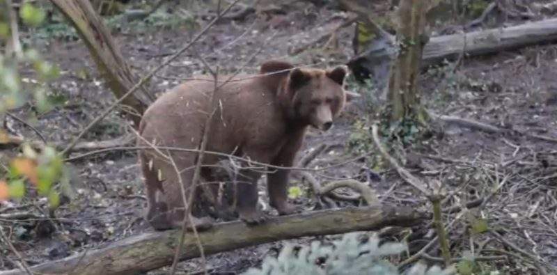 Bărbat din Vrancea, salvat de câini după ce a fost atacat de o ursoaică