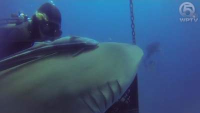 Rar vezi așa ceva! Un rechin rănit cere ajutor unui scafandru. Cum îi mulțumește că a fost salvat (VIDEO)