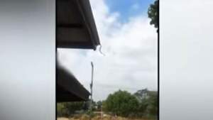 Momentul în care un șarpe zboară de pe un acoperiș (VIDEO)