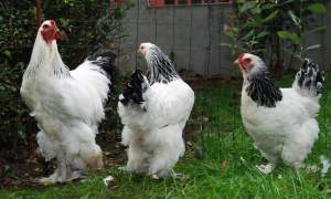 Metoda „Găina”, o nouă înșelătorie: păsări „împrumutate” pentru a fi duse la expoziție