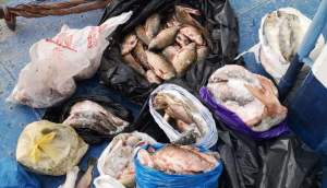 Clujeni prinși în Tulcea cu zeci de kilograme de pește ascuns în mașină