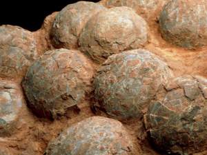 Noi cuiburi cu ouă de dinozaur descoperite în Țara Hațegului