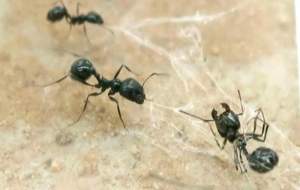 Eroine.  Pentru furnicile din deşert, fiecare viaţă este extrem de preţioasă (VIDEO)
