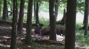Partea lui de relaxare! Zimbru filmat tăvălindu-se în praf, în Parcul Național Vânători (VIDEO)