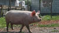 Un nou focar de pestă porcină africană, la Iași: virusul, confirmat la un porc dintr-o gospodărie din Probota