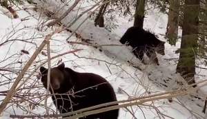 Imagini inedite: Urșii din pădurile Sucevei au ieșit din hibernare (VIDEO)