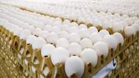 Ungaria retrage de pe piață produse pe bază de ouă contaminate cu Fipronil