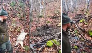 Un lup și un pui de urs, prinși în lațuri în Munții Gurghiului. Lupul a murit (VIDEO)