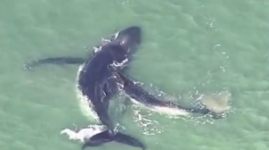 Ți se rupe inima de milă! Un pui de balenă se luptă cu disperare să-și salveze mama naufragiată (VIDEO)