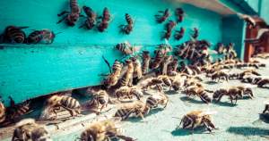 Bărbat mort după ce a fost înțepat de mai multe albine: dorea să ajungă apicultor