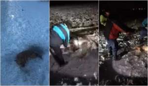 Cadavrele a șase câini împușcați, găsite pe un câmp din Suceava: Poliția a deschis o anchetă