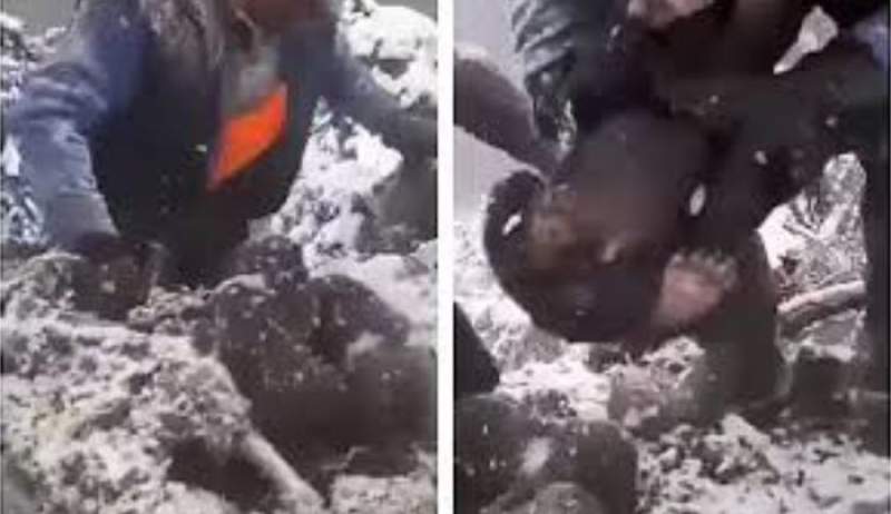 Ancheta continuă: ursuleții scoși din bârlog de muncitori în Harghita încă nu au fost găsiți