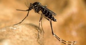 A fost înregistrat primul deces din România provocat de virusul West Nile, transmis de țânțari