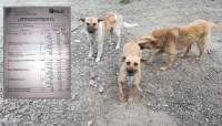 Câinii-fantomă de la Salubris: 23 de maidanezi „prinși” pe hârtie într-o singură zi