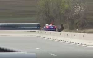 Imagini dure! Urs lovit în plin de două mașini, pe DN1, în zona localității Cornu (VIDEO)