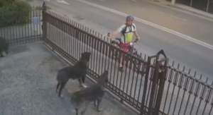 UPDATE. Biciclist din Iași căutat de polițiști, după ce a dat cu spray iritant către doi câini care nu-l atacaseră