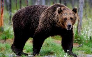 Cadavrele a doi urși au fost găsite pe un fond de vânătoare din Maramureș. Unul dintre exemplare prezenta o urmă de glonț