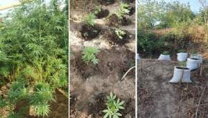 Nouă saci cu cannabis, descoperiți pe plantația unui tânăr din Botoșani: „iarba” era distribuită în cluburile ieșene