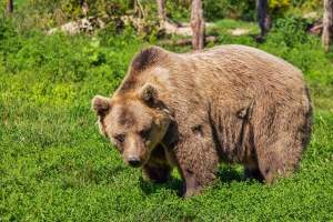 Bărbat din Bacău, ucis de urs în timp ce culegea ciuperci la marginea unei păduri