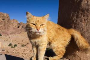 Anchetă în Emiratele Arabe Unite unde 150 de pisici au fost lăsate să moară în deșert
