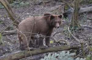 Anchetă Vrancea, în urma unei partide ilegale de vânătoare în timpul căreia a fost împușcat un urs