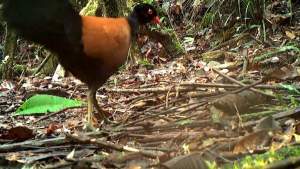 O specie pierdută de porumbel a fost văzută din nou după 140 de ani, în Papua Noua Guinee (VIDEO)