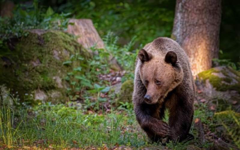Populația din trei comune vasluiene avertizată prin RO-Alert de prezența unui urs în apropierea localității Ursoaia