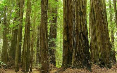 Miracolul naturii: Praful din deşertul Gobi hrăneşte giganţii arbori sequoia din California