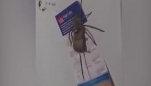 VIDEO. Imagini desprinse parcă dintr-un film HORROR: un păianjen uriaș cărând un șoarece prin casă