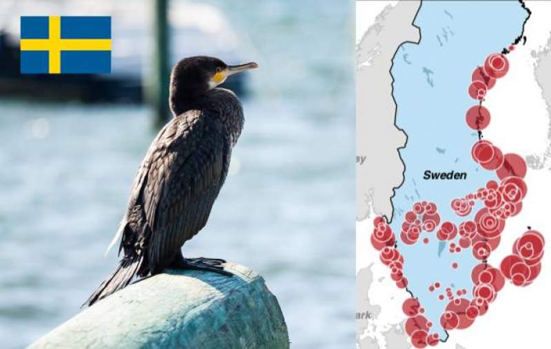 Ambasada Suediei, mesaj despre populația de cormorani, aluzie la afirmațiile lui Daea