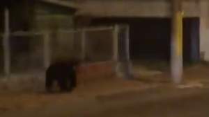 Alertă! Urs filmat pe străzile din Piatra-Neamț (VIDEO)