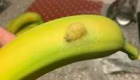 Descoperirea dezgustătoare făcută de o femeie în interiorul unei banane cumpărate de la supermarket
