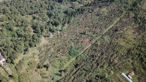 Mii de hectare de pădure, afectate de fenomenele meteorologice extreme din ultima săptămână